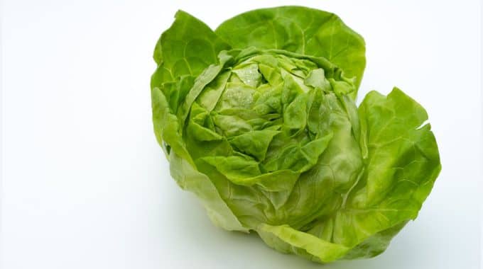 Lettuce